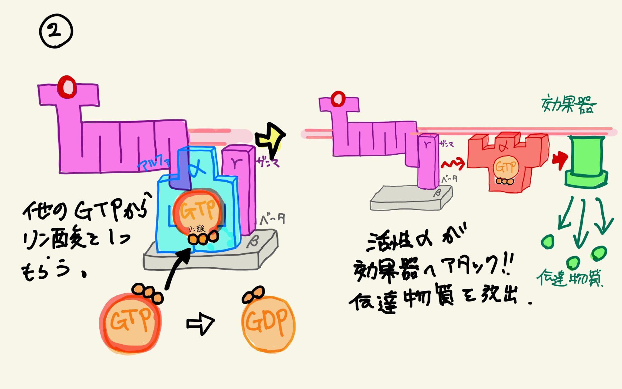 10分で分かる！Gタンパク質共役型受容体（GPCR）